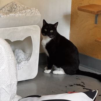 NEKO: A Cat Cafe - Walter - Themed Cafes Near Me - Seattle, Washington NEKO: A Cat Cafe - Walter - Themed Cafes Near Me - Seattle, Washington
