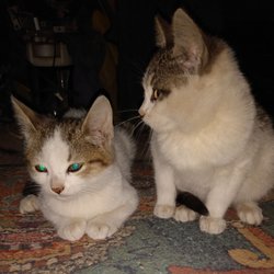 Bordertown Animal Rescue