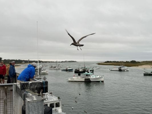 Chatham Pier Fish Market by null