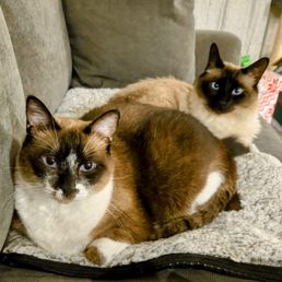 Rescue Siamese Cats: Ultimate Guide to Saving These Beautiful Pets