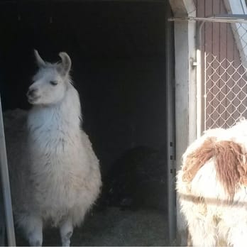 Pine Knot Guest Ranch - Llama and bunny barn - Hotels Near Me - Big Bear Lake, California Pine Knot Guest Ranch - Llama and bunny barn - Hotels Near Me - Big Bear Lake, California