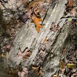 William H Kain Memorial Park - Gel Olof your on the trail. Quartz, if I'm not mistaken.