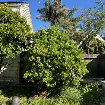 Blue Sky Tree Service - Tree Services Near Me - Greenbrae, California Blue Sky Tree Service - Tree Services Near Me - Greenbrae, California