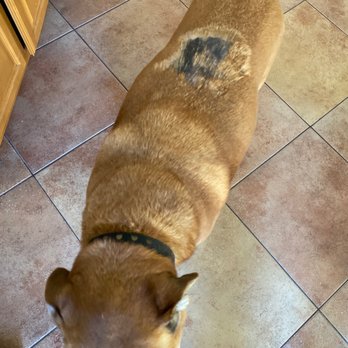 Discount Pets - Staph infection - Pet Groomers Near Me - Santa Ana, California Discount Pets - Staph infection - Pet Groomers Near Me - Santa Ana, California