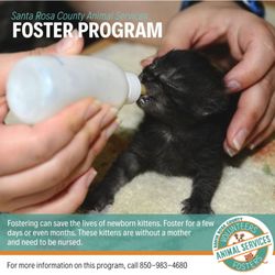 Santa Rosa County Animal Services - Fostering can save the lives of newborn kittens. Foster for a few days or even months. Call for more info - 850-983-4680.