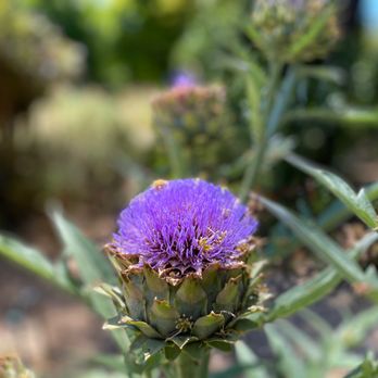 Blake Garden - Artichoke thistle - Parks Near Me - Kensington, California