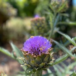 Blake Garden - Artichoke thistle