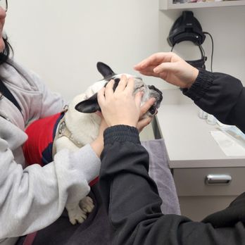 Veterinary Eye Clinic - Veterinarians Near Me - Alhambra, California Veterinary Eye Clinic - Veterinarians Near Me - Alhambra, California