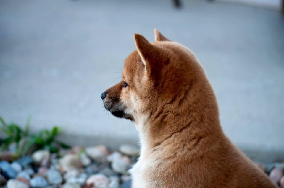 PELCAKS PET SITTING SERVICE Updated July 2024 27 Photos Colorado