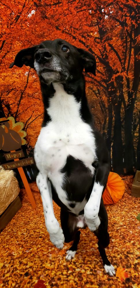 Dogtopia of Round Rock - pet boarding facility in Round Rock, TX