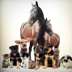 Suzanne's Great and Small Pet and House Sitting Care - Suzanne's Great and Small Pet and House Sitting Care