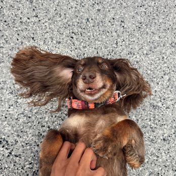 Dog BnB - We give free belly rubs! - Pet Boarding Near Me - Houston, Texas Dog BnB - We give free belly rubs! - Pet Boarding Near Me - Houston, Texas