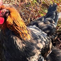 BCM hen