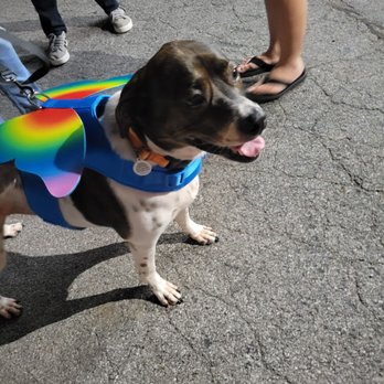 Barkology - Potential adoption! - Dog Parks Near Me - Buffalo, New York Barkology - Potential adoption! - Dog Parks Near Me - Buffalo, New York