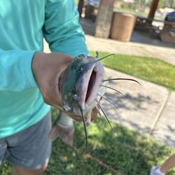 Hafen Park - Catfish