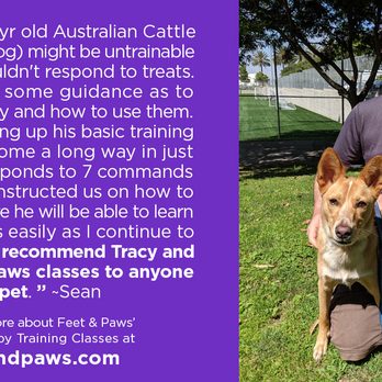 Feet & Paws - Dog Manners 101 - Pet Training Near Me