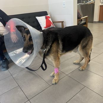 VEG ER for Pets - Our german shepard at veg! - Emergency Pet Hospital Near Me - Stevenson Ranch, California