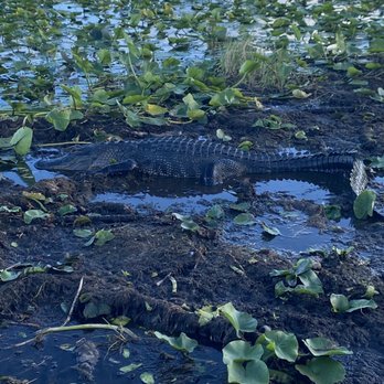 Wild Willy's Airboat Tours - Gator - Boat Tours Near Me - Saint Cloud, Florida Wild Willy's Airboat Tours - Gator - Boat Tours Near Me - Saint Cloud, Florida