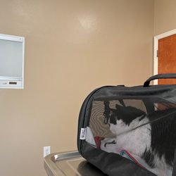 Animal Specialty & Emergency Hospital - Exam room