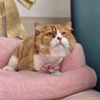Simba's Pet Grooming - Malina post grooming (she got to keep the jewelry) - Pet Groomers Near Me - Pasadena, California