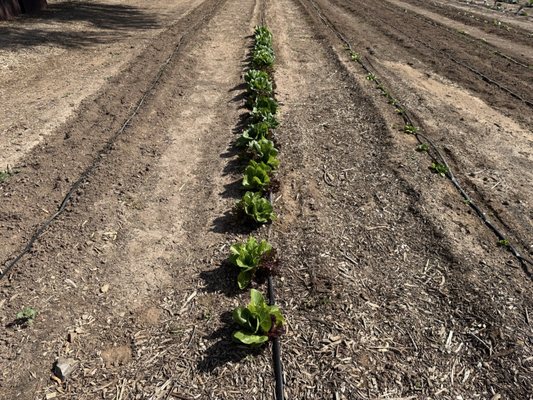 The Farm at South Mountain by null