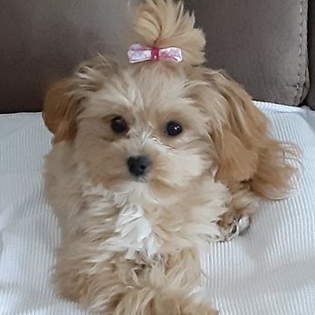 Dtails Pet Grooming & Nutrition - Princess Gracie! - Pet Groomers Near Me - Smithfield, Rhode Island