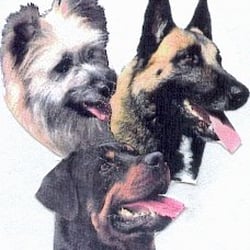 A L'Ecole des Chiens Saint Mickael