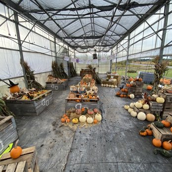 White's Farm Market - The greenhouse has seasonal offerings. Flowers and plants in spring & summer. A variety of pumpkins & Halloween gourds in fall. - Fruits & Veggies Near Me - Bloomfield, New York White's Farm Market - The greenhouse has seasonal offerings. Flowers and plants in spring & summer. A variety of pumpkins & Halloween gourds in fall. - Fruits & Veggies Near Me - Bloomfield, New York