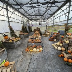 White's Farm Market - The greenhouse has seasonal offerings. Flowers and plants in spring & summer. A variety of pumpkins & Halloween gourds in fall.