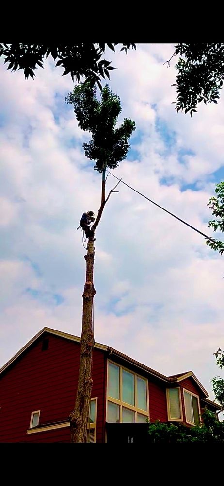 J & H Tree Service - tree service in Castle Rock, CO