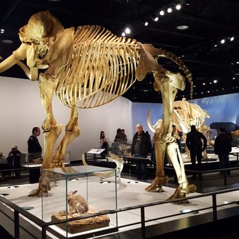 Royal Alberta Museum - Museums Near Me - Edmonton, Alberta