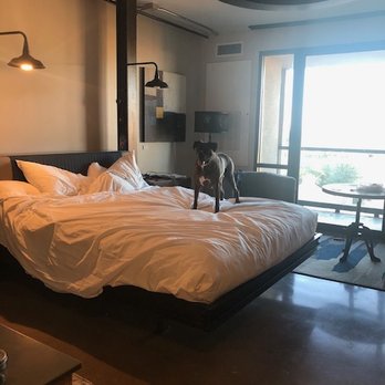 FOUND:RE Phoenix - Our dog child, post shower but dry. - Hotels Near Me - Phoenix, Arizona