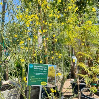 Armstrong Garden Centers - Palo Verde Tree | IG @moniquedao - Nurseries & Gardening Near Me - Anaheim, California Armstrong Garden Centers - Palo Verde Tree | IG @moniquedao - Nurseries & Gardening Near Me - Anaheim, California