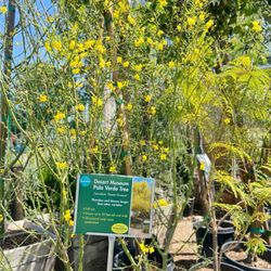 Armstrong Garden Centers - Palo Verde Tree | IG @moniquedao