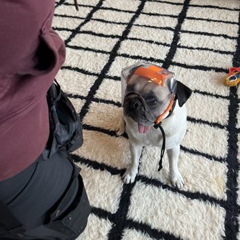 All Ears - Pet Training Near Me All Ears - Pet Training Near Me
