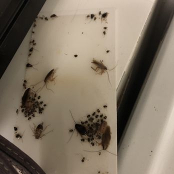 Riverview House - Hatched baby roaches delivered on trap, pest control not controlled - Apartments Near Me - Lake Worth, Florida Riverview House - Hatched baby roaches delivered on trap, pest control not controlled - Apartments Near Me - Lake Worth, Florida