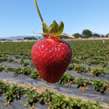 Ah-May U-Pick - Pick Your Own Farms Near Me - Brentwood, California