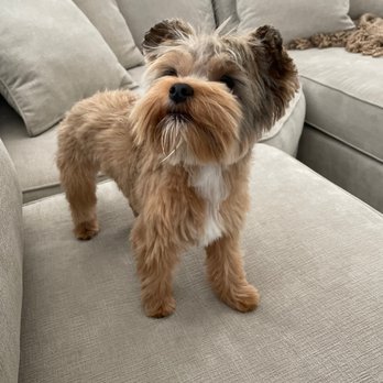 Spoiled Petz - Nice and clean pooch you baby - Pet Groomers Near Me - Reno, Nevada Spoiled Petz - Nice and clean pooch you baby - Pet Groomers Near Me - Reno, Nevada