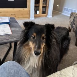 Bluskye Shelties