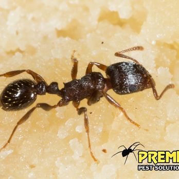 Premier Pest Solutions - Pest Control Near Me - Celestine, Indiana Premier Pest Solutions - Pest Control Near Me - Celestine, Indiana