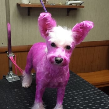 Pawsha's Pet Salon - Pet Groomers Near Me - Cedar Falls, Iowa Pawsha's Pet Salon - Pet Groomers Near Me - Cedar Falls, Iowa
