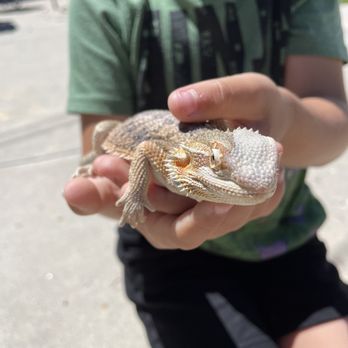 JTK Reptiles - Beardie! - Reptile Shops Near Me - Long Beach, California JTK Reptiles - Beardie! - Reptile Shops Near Me - Long Beach, California