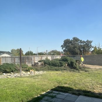 CalWest - All 9 trees cut down within 45 mins - Tree Services Near Me CalWest - All 9 trees cut down within 45 mins - Tree Services Near Me