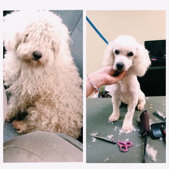 Just For Paws Grooming - A stray we found running around Riverside, was super matted and muddy they did an awesome job. - Pet Groomers Near Me - Canyon Lake, California Just For Paws Grooming - A stray we found running around Riverside, was super matted and muddy they did an awesome job. - Pet Groomers Near Me - Canyon Lake, California