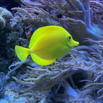 Oklahoma Aquarium - Aquariums Near Me - Jenks, Oklahoma