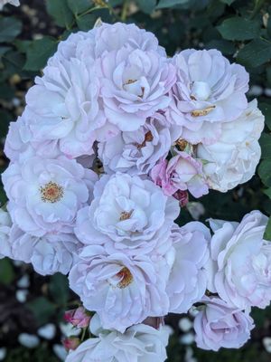 International Rose Test Garden by null International Rose Test Garden by null