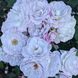 International Rose Test Garden - Purple roses