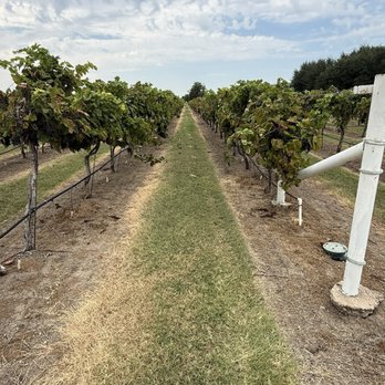 Country Spring Vineyard and Wine Garden - Wineries Near Me - Lorena, Texas