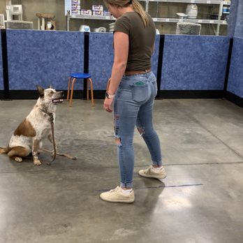 PetSmart - Pet Training Near Me - Mesa, Arizona