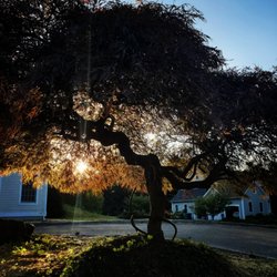 Monarda Garden And Landscaping - Japanese Maple Sunset Silouette